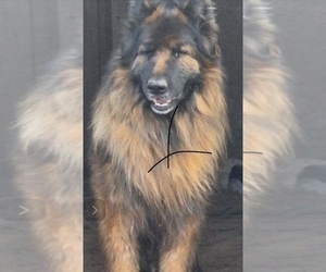 Father of the King Shepherd puppies born on 07/10/2025