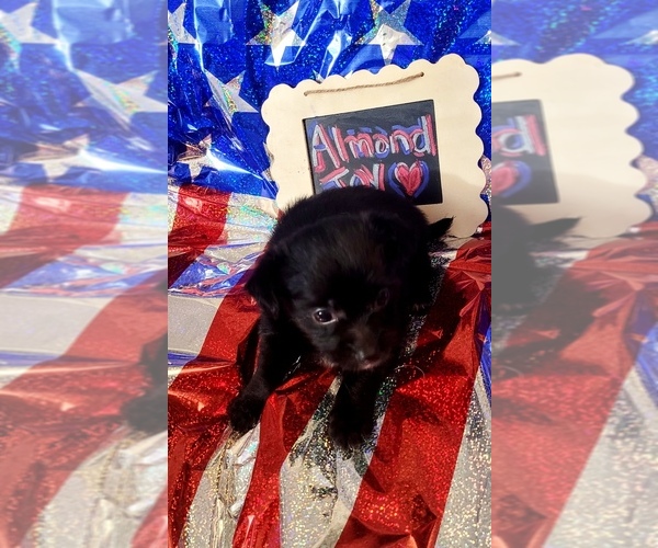Medium Photo #98 Yorkshire Terrier Puppy For Sale in AKRON, OH, USA