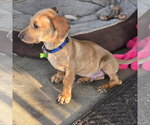 Small #3 Dachshund Mix