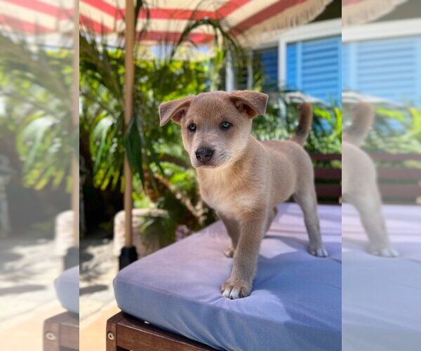Medium Photo #10 Mutt Puppy For Sale in Lake Forest, CA, USA