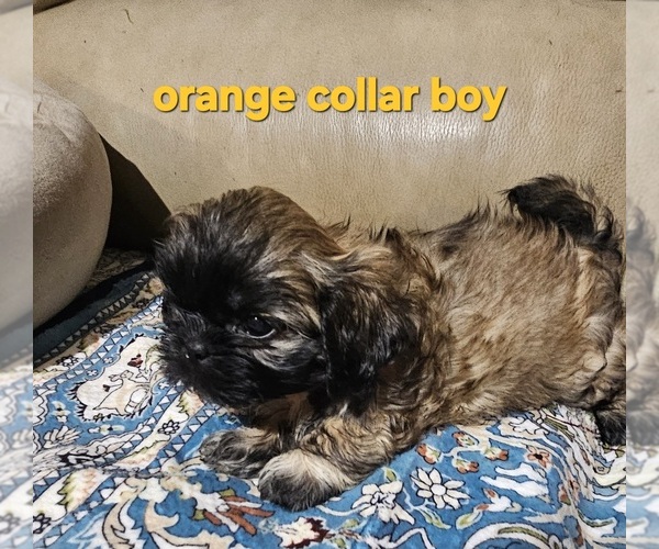 Medium Photo #2 Shih Tzu Puppy For Sale in WOODSFIELD, OH, USA