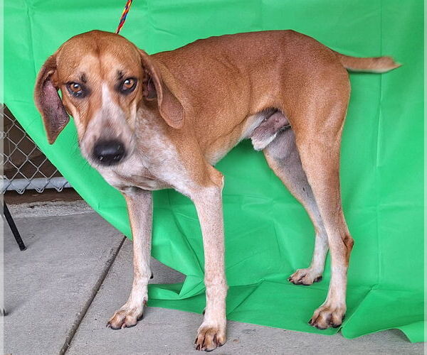 Medium Photo #2 Unknown-Vizsla Mix Puppy For Sale in Wetumpka, AL, USA