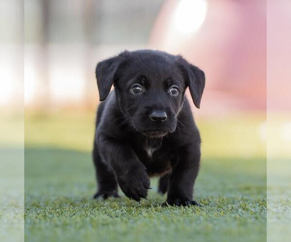 Medium Photo #3 Dachshund-Unknown Mix Puppy For Sale in San Diego, CA, USA