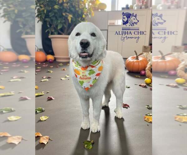 Medium Photo #7 Great Pyrenees-Unknown Mix Puppy For Sale in Oakhurst, NJ, USA