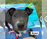 Small American Pit Bull Terrier-American Staffordshire Terrier Mix
