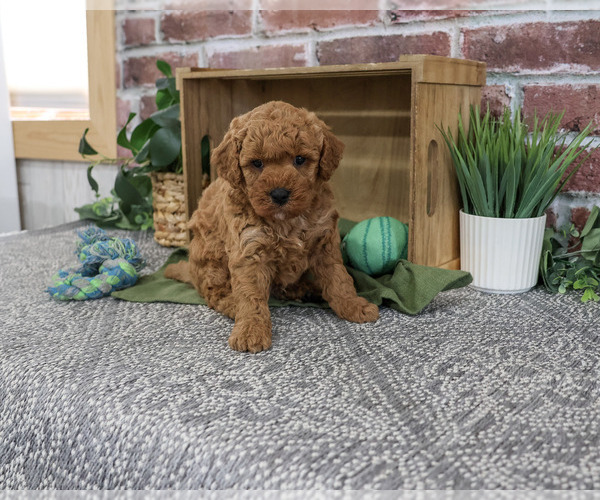 Medium Photo #4 Goldendoodle mix (+ Poodle Standard) Puppy For Sale in SYRACUSE, IN, USA