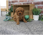 Small #3 Goldendoodle mix (+ Poodle Standard)