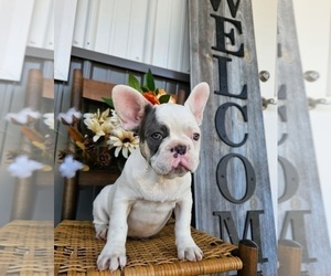 French Bulldog Puppy for sale in INDIANAPOLIS, IN, USA