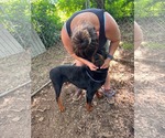 Small #2 Rottweiler
