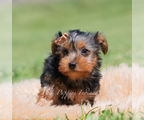 Medium Photo #5 Yorkshire Terrier Puppy For Sale in WARSAW, IN, USA