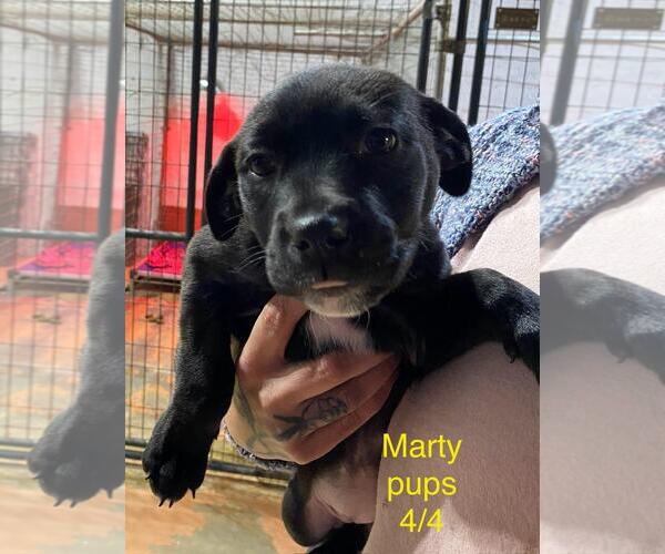 Medium Photo #3 Labrador Retriever-Unknown Mix Puppy For Sale in Brooksville, FL, USA