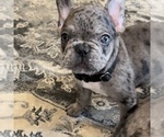 Small Photo #41 French Bulldog Puppy For Sale in GIG HARBOR, WA, USA
