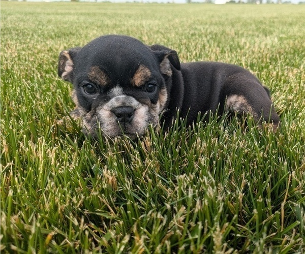 Medium Photo #8 English Bulldog Puppy For Sale in GOSHEN, IN, USA