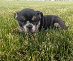 Small Photo #8 English Bulldog Puppy For Sale in GOSHEN, IN, USA
