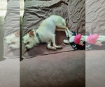 Small #3 Chihuahua Mix