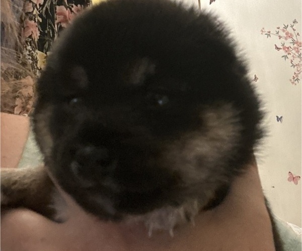 Medium Photo #4 Shiba Inu Puppy For Sale in ELIZABETH CITY, NC, USA