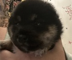Small Photo #4 Shiba Inu Puppy For Sale in ELIZABETH CITY, NC, USA