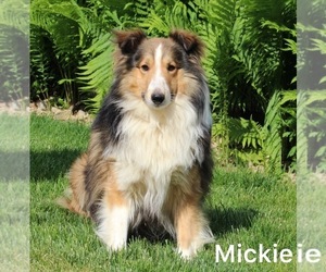 Father of the Shetland Sheepdog puppies born on 04/02/2023