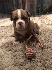 Olde English Bulldogge Puppy for sale in GILLETTE, WY, USA
