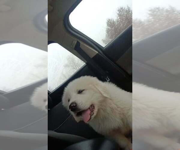 Medium Photo #2 Great Pyrenees Puppy For Sale in GARDEN CITY, MO, USA