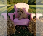 Small Photo #4 Goldendoodle Puppy For Sale in PULASKI, PA, USA
