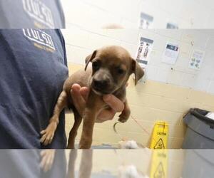 Mutt Dogs for adoption in Tulsa, OK, USA