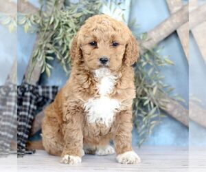 Goldendoodle (Miniature) Puppy for sale in BIGLERVILLE, PA, USA