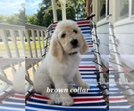 Small Photo #3 Goldendoodle Puppy For Sale in ARNOLD, MD, USA