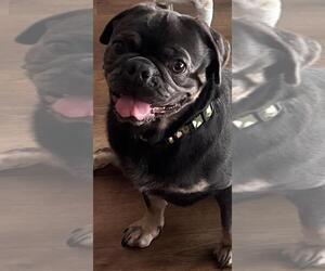 Pug Dogs for adoption in Elizabeth City, NC, USA