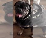 Small Pug