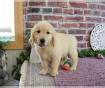 Small #3 Golden Retriever