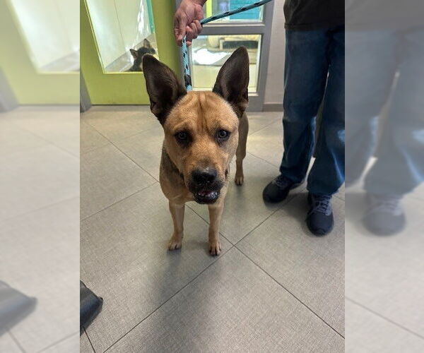 Medium Photo #1 German Shepherd Dog-Unknown Mix Puppy For Sale in Rancho Cucamonga, CA, USA