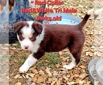 Small #3 Border Collie
