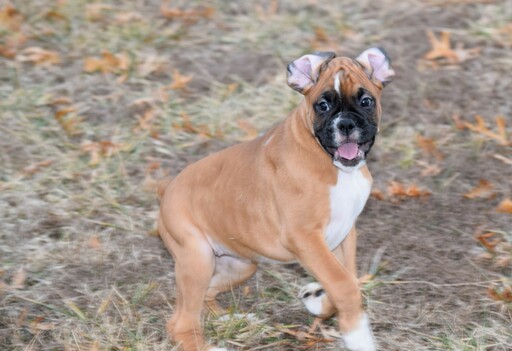 Medium Photo #27 Boxer Puppy For Sale in CHILHOWEE, MO, USA