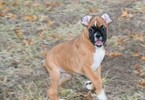 Small Photo #27 Boxer Puppy For Sale in CHILHOWEE, MO, USA