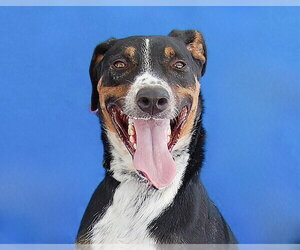 Pointer-Unknown Mix Dogs for adoption in Pasadena, CA, USA