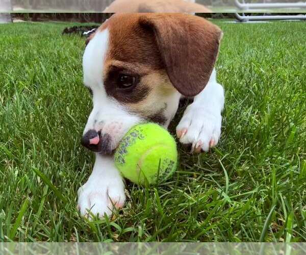 Medium Photo #3 Beagle-Unknown Mix Puppy For Sale in Plainfield, IL, USA