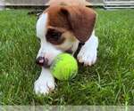 Small #2 Beagle Mix