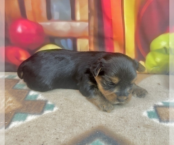 Medium Photo #25 Yorkshire Terrier Puppy For Sale in CASSVILLE, MO, USA