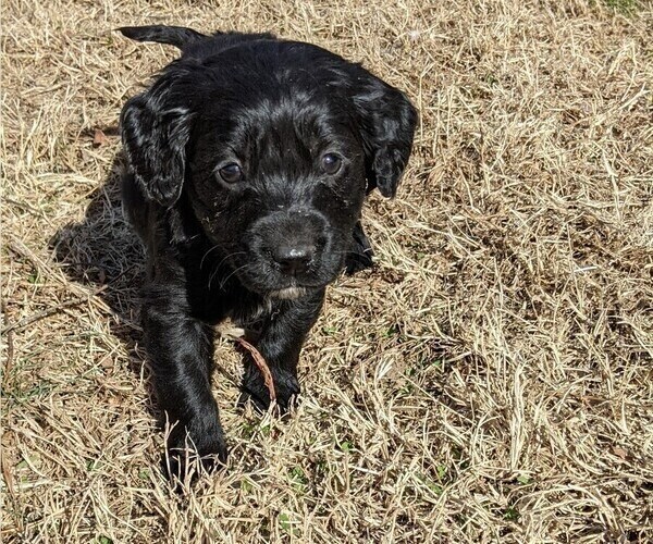 Medium Photo #60 Boykin Spaniel-Goldendoodle Mix Puppy For Sale in MORGANTON, NC, USA