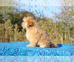 Small #14 ShihPoo
