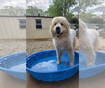 Small Great Pyrenees
