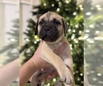 Puppy Black Bullmastiff