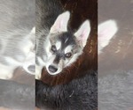 Small #4 Siberian Husky