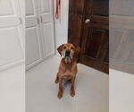 Small Mutt