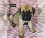 Small #5 Cane Corso