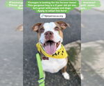Small #1 American Pit Bull Terrier