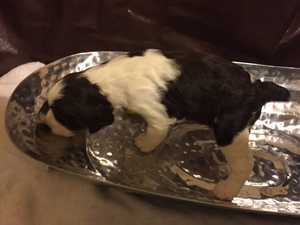 English Springer Spaniel Puppy for sale in Edgewater, MD, USA