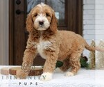 Small #2 Goldendoodle