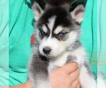 Small #1 Siberian Husky
